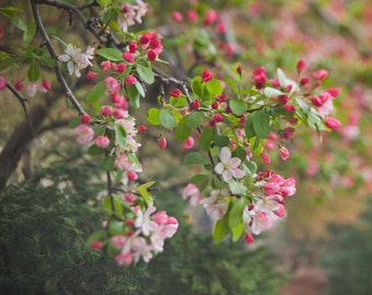 Central Park Cherry Blossom Photo Print: NYC Spring Wall Art
