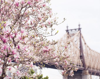 Springtime in the city - Magnolia blossom with the Queensboro 59th Street Bridge in New York City photo print, Travel photograph, NYC photo