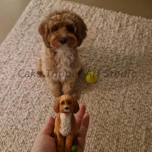 Może przedstawiać: Brązowy i biały pies siedzi na białym dywanie z żółtą piłką tenisową w pobliżu. Mniejsza figurka brązowego i białego psa jest trzymana w dłoni.