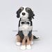 see more listings in the Pets cake topper section