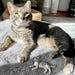Custom Pet Figurines