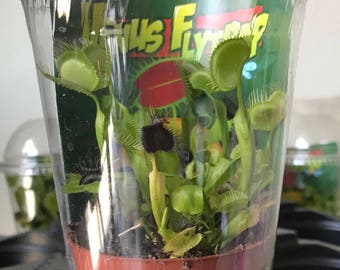 Live Venus Flytrap