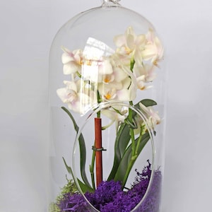 Orchid Live Plant Terrarium Glass 12 Inch / Wedding Arrangement Centerpiece / Floral Arrangement / Gift / Mother's Day / Graduation image 2