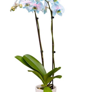 May include: A potted blue and white orchid plant with two stems and multiple blooms. The orchid is in a white and pink ombre pot.