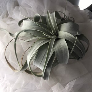 Airplant Tillandsia