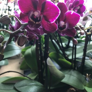 2 Pot Orchids afbeelding 3