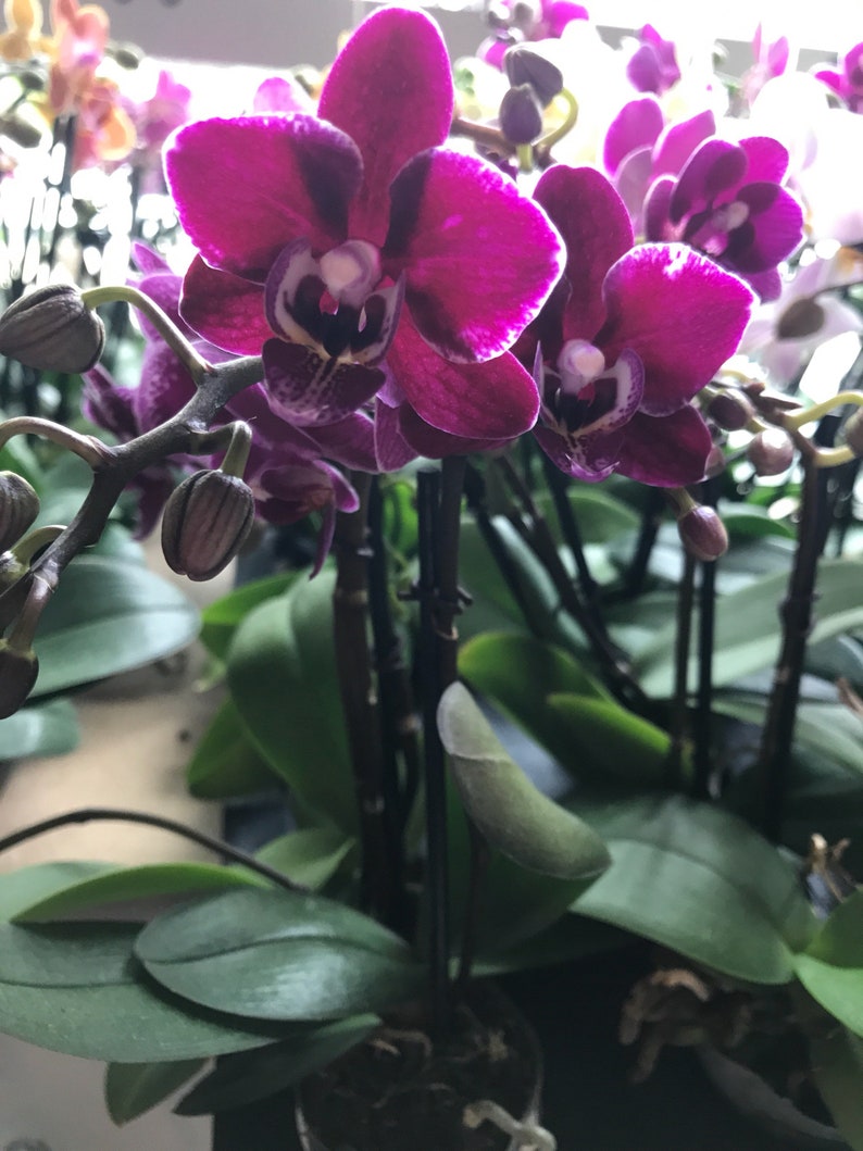 2 Pot Orchids afbeelding 3