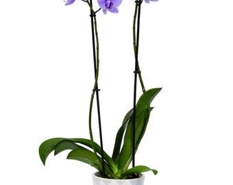 Purple Grape Orchid