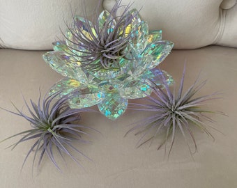 Lavender colored Airplant