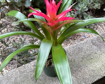 Pink Bromeliad