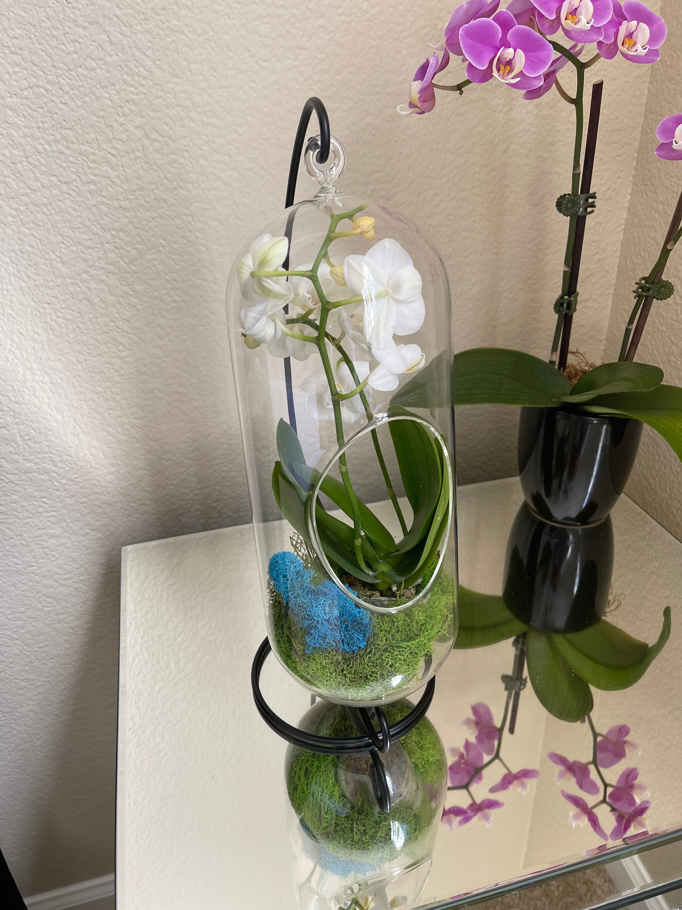Orchid Terrarium With Stand - Etsy