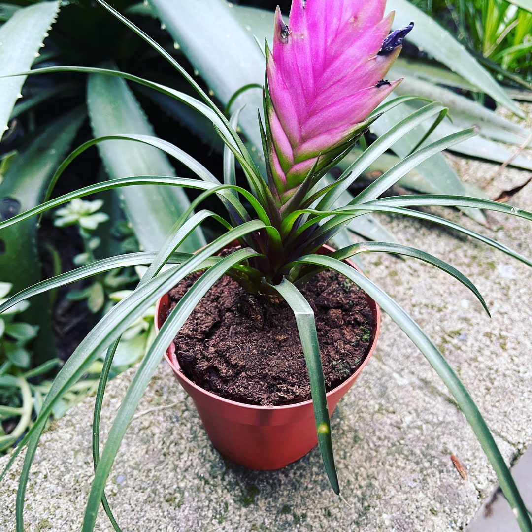 Pink Quill bromeliad Cyanea Etsy