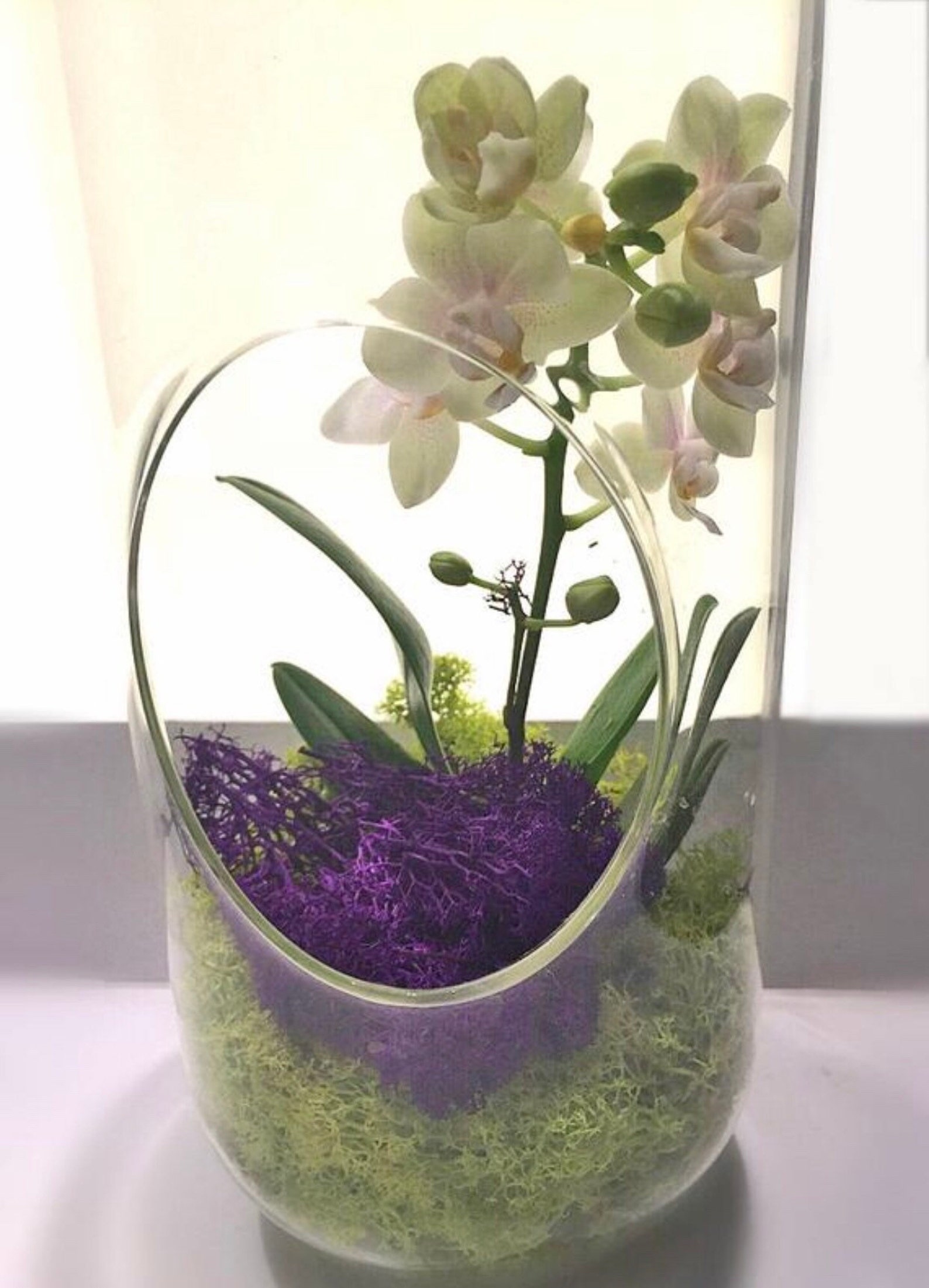 DIY Orchid Terrarium Etsy