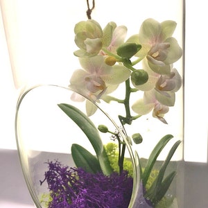 Orchid Live Plant Terrarium Glass 12 Inch / Wedding Arrangement Centerpiece / Floral Arrangement / Gift / Mother's Day / Graduation image 5