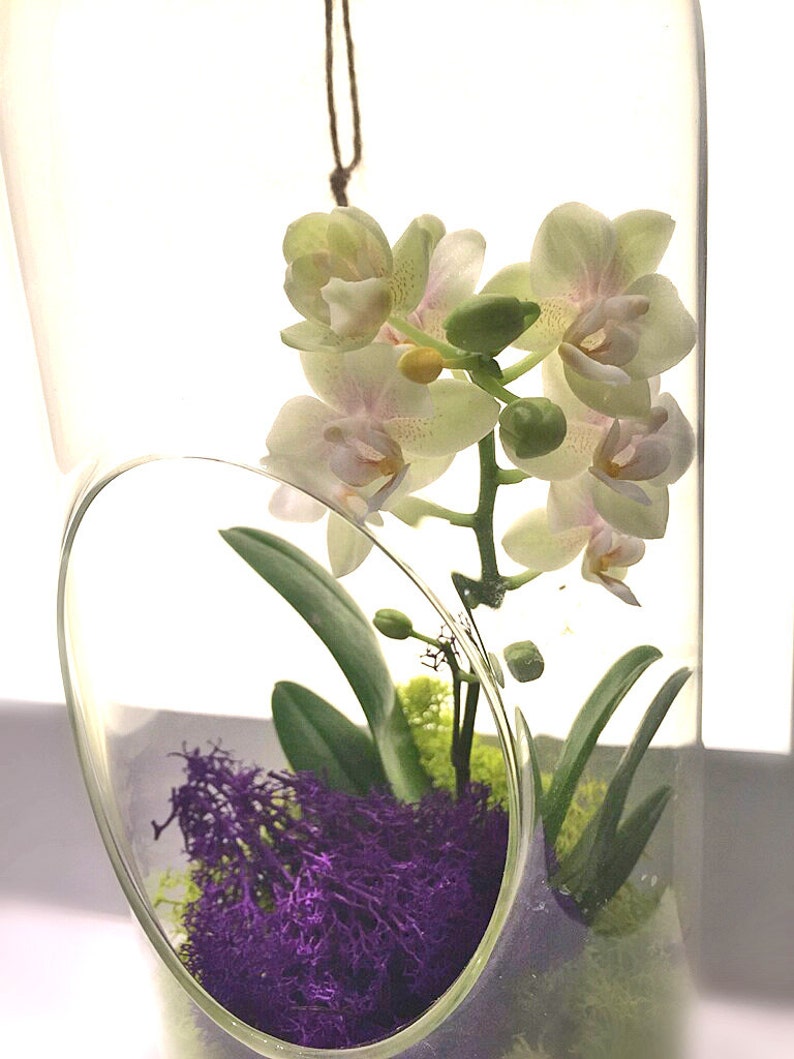 Orchid Live Plant Terrarium Glass 12 Inch / Wedding Arrangement Centerpiece / Floral Arrangement / Gift / Mother's Day / Graduation image 5