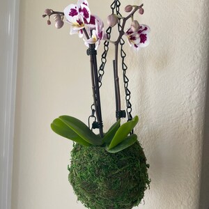 May include: A hanging kokedama, a Japanese moss ball, featuring an orchid with white and purple flowers. The moss ball is suspended by a black chain. The orchid has green leaves and several buds.