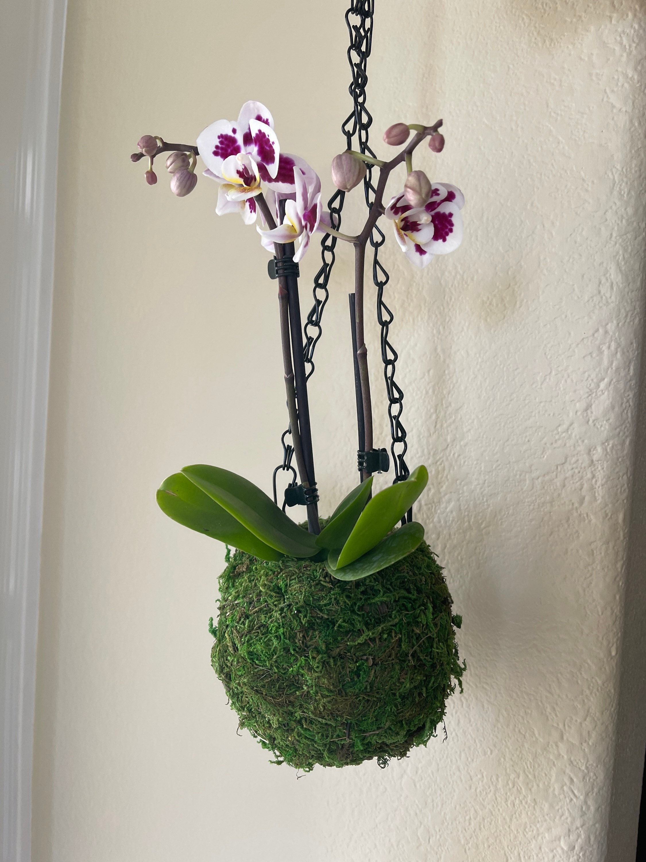 Small Hanging Orchid with Moss Ball
