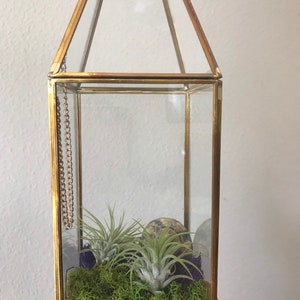 Airplant terrarium with seashell
