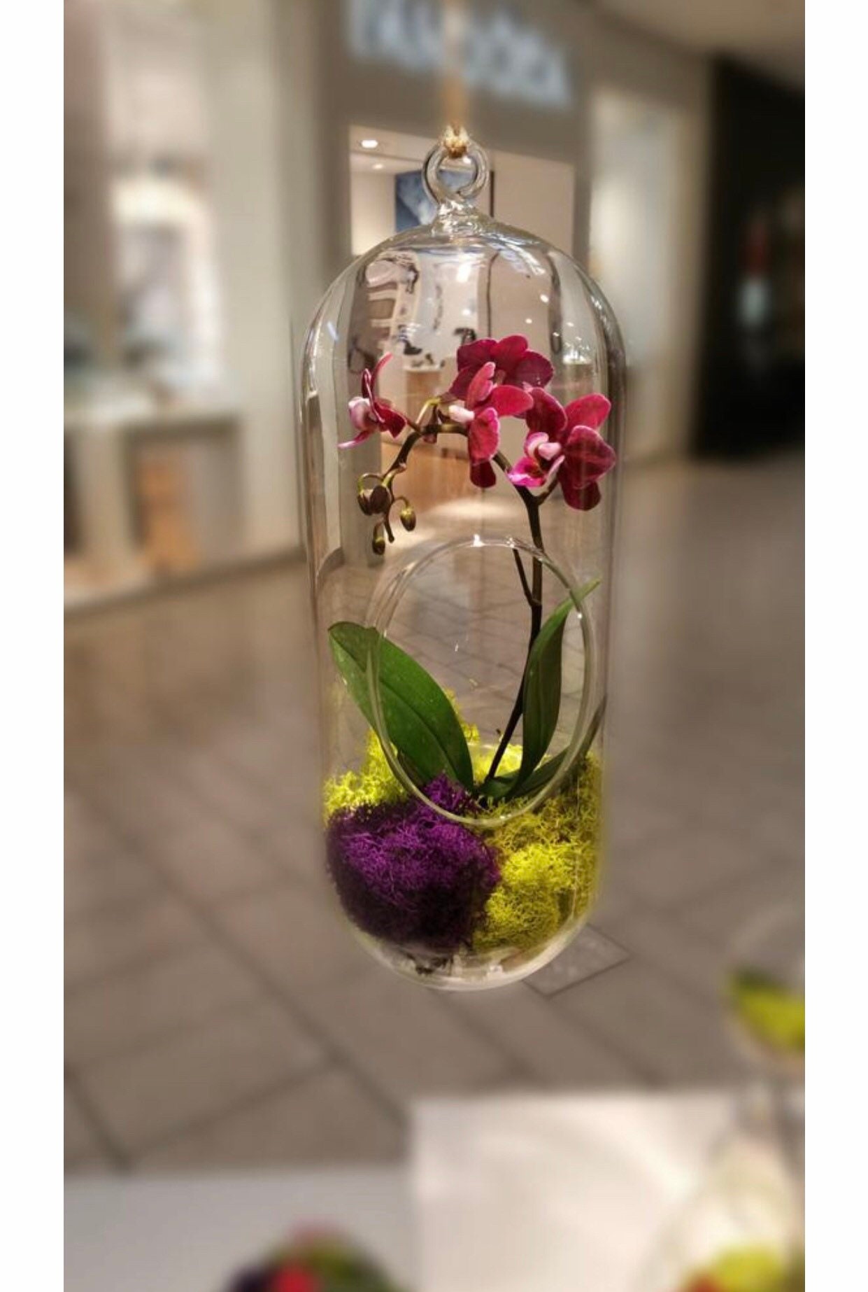 DIY Orchid Terrarium Etsy