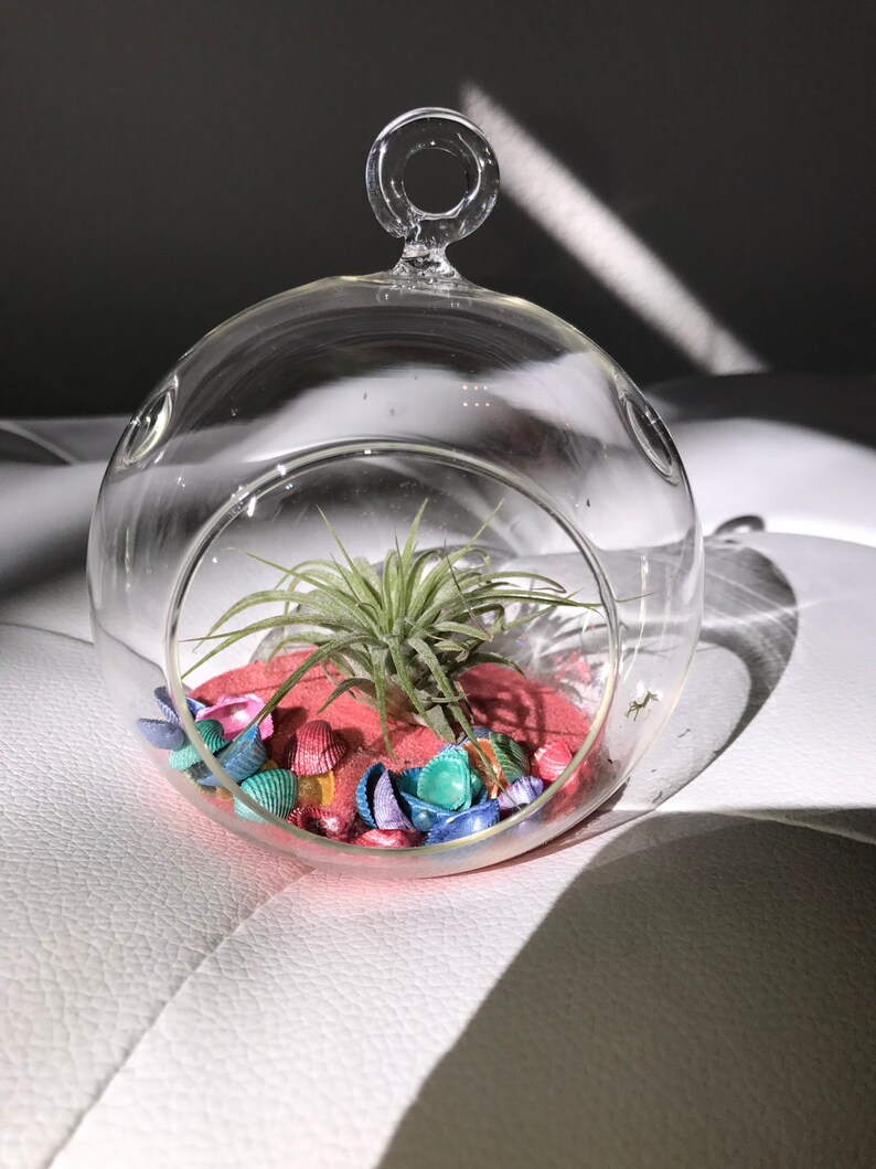 DIY Terrarium KIT W/ Colored Sand Etsy