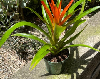 Orange Bromeliad Plant
