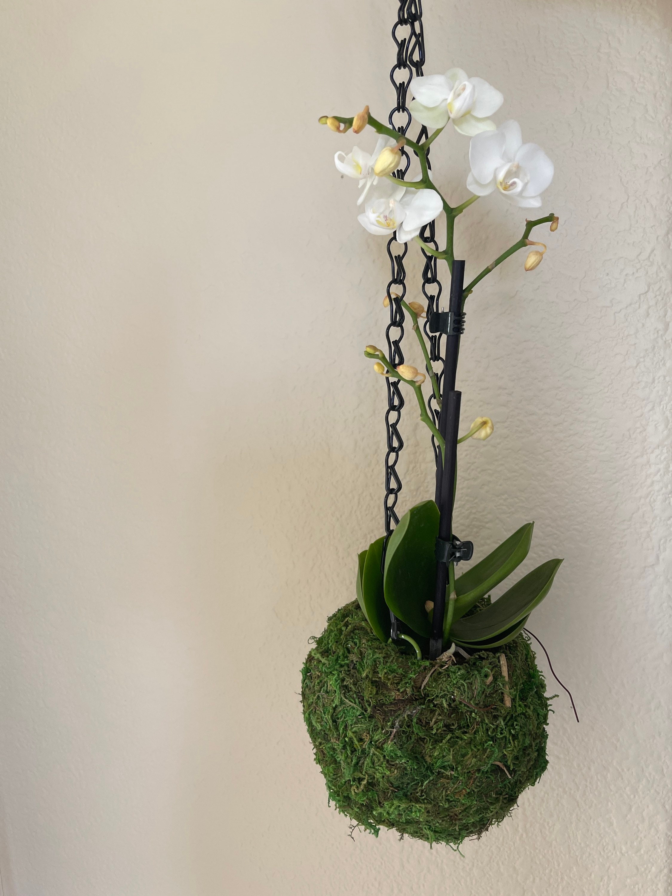 White Orchid Moss Ball – ReclaimedWarehouse