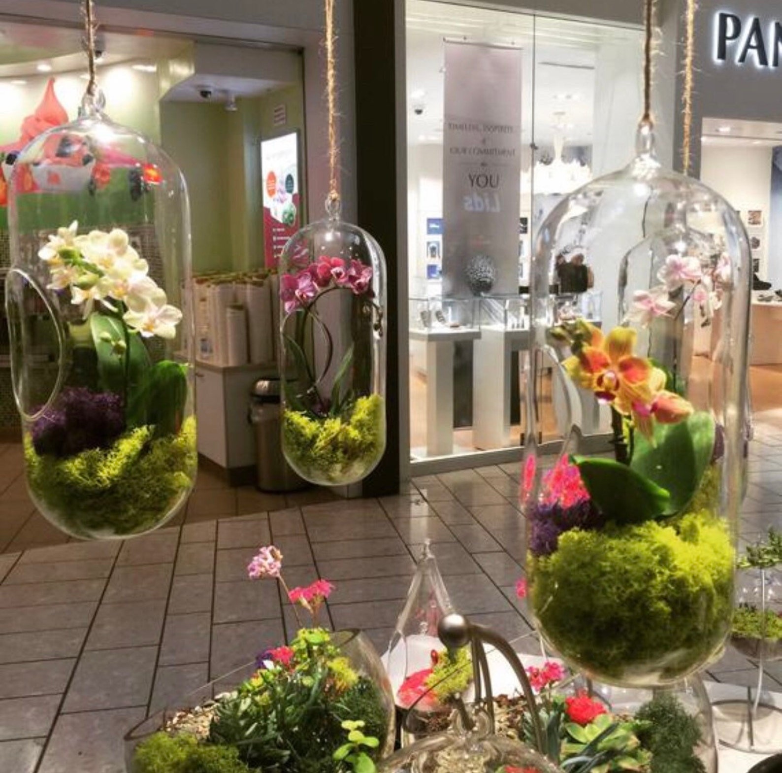 DIY Orchid Terrarium Etsy