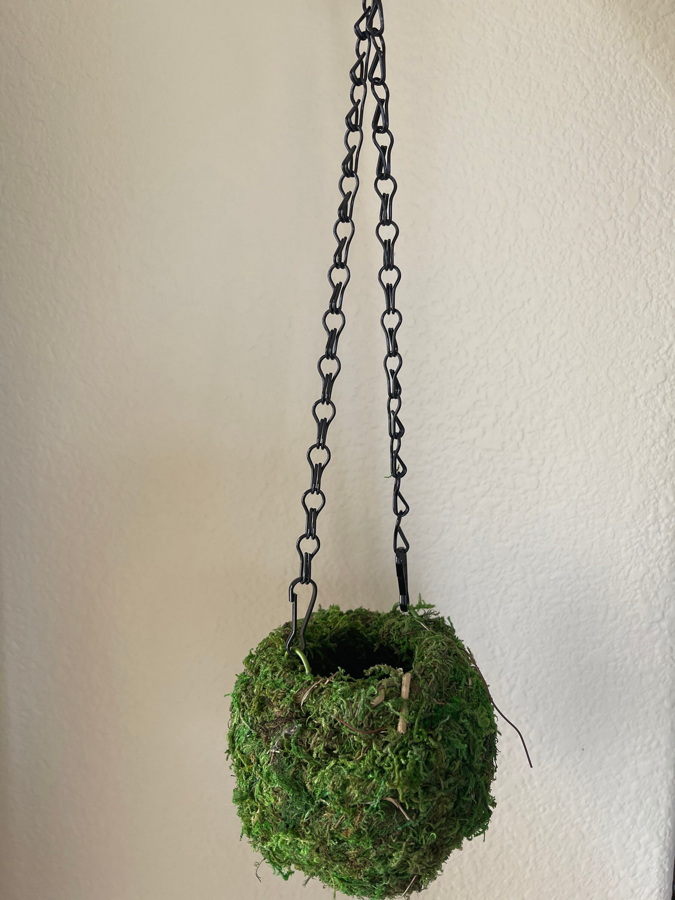 Hanging Moss Ball Etsy