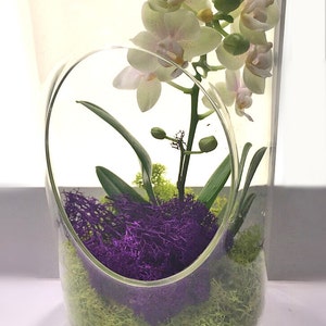 Orchid Live Plant Terrarium Glass 12 Inch / Wedding Arrangement Centerpiece / Floral Arrangement / Gift / Mother's Day / Graduation image 4