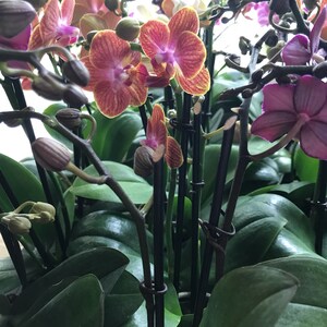 2 Pot Orchids afbeelding 2