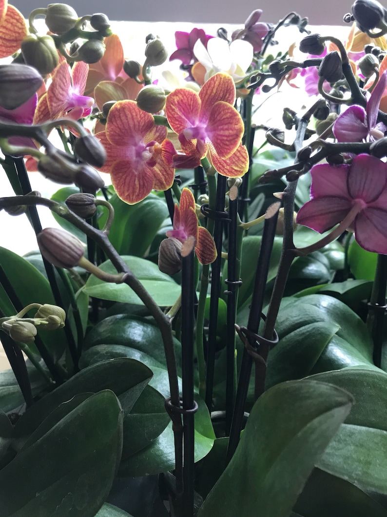 2 Pot Orchids afbeelding 2