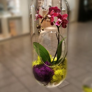 Orchid Live Plant Terrarium Glass 12 Inch / Wedding Arrangement Centerpiece / Floral Arrangement / Gift / Mother's Day / Graduation image 3