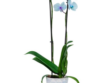 Full Moon Blue orchid