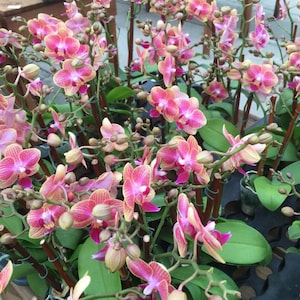 3” Pot Orchids