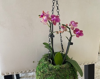 Large Hanging Moss ball with orchid
