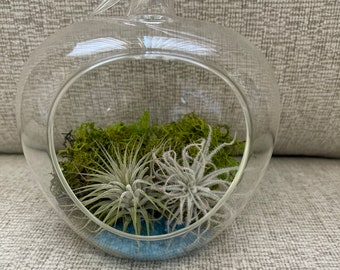 Apple terrarium with colored sand/rocks and Airplants