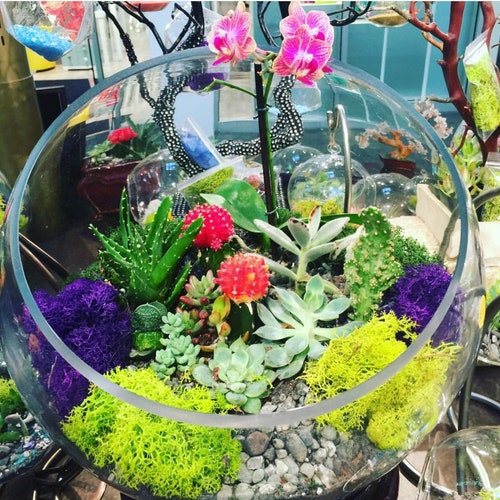 11 Half Moon Glass Orchid Terrarium Etsy