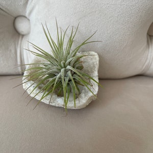 Healing Crystal with Airplant