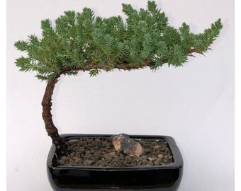 Juniper Bonsai Tree-Small   (Juniper Procumbens "nana")