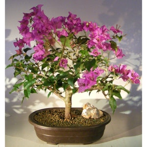 Flowering Bougainvillea Bonsai Tree - Large (Pink Pixie)