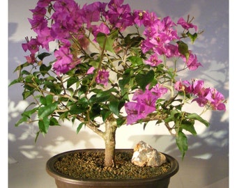 Flowering Bougainvillea Bonsai Tree - Large (Pink Pixie)