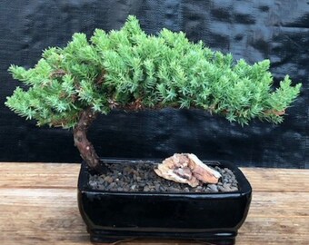 Juniper Bonsai Tree - Medium  (Juniper Procumbens "nana")