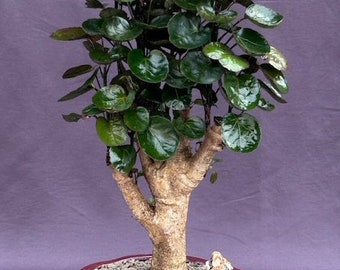 Fabian Aralia Bonsai Tree (Polyscias scutellaria 'Fabian)
