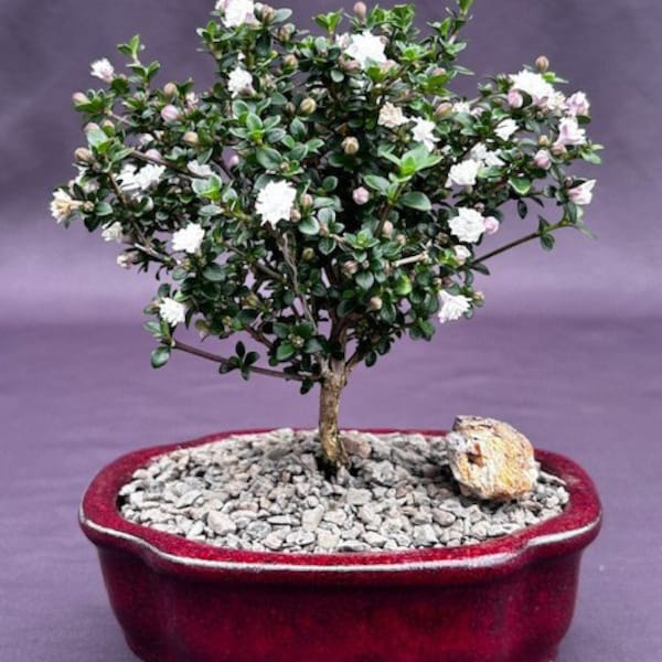Snow Rose Serissa Bonsai Tree - Small