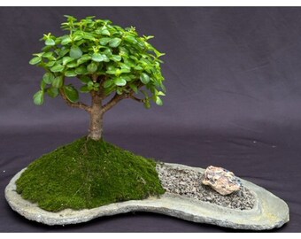 Baby Jade on Rock Slab Bonsai Tree (Portlacaria Afra)