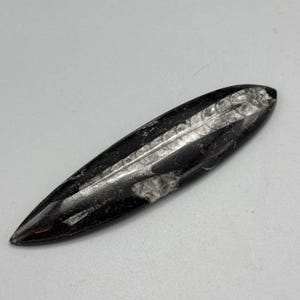 Vintage Orthoceras Polished Fossil Rock Cephalopod Mollusk Nautical Beach 5&quot; L