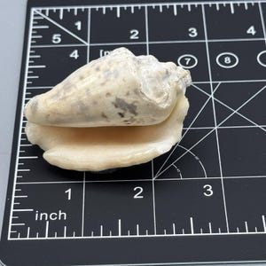 Op de afbeelding: Een lichtbruine schelp met een wit interieur, ongeveer 5 cm lang. De schelp ligt op een zwart geruit oppervlak met inchmarkeringen.