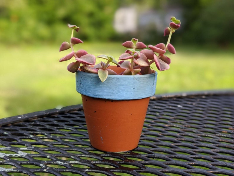 Potted Succulents