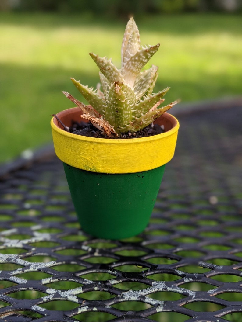 Potted Succulents
