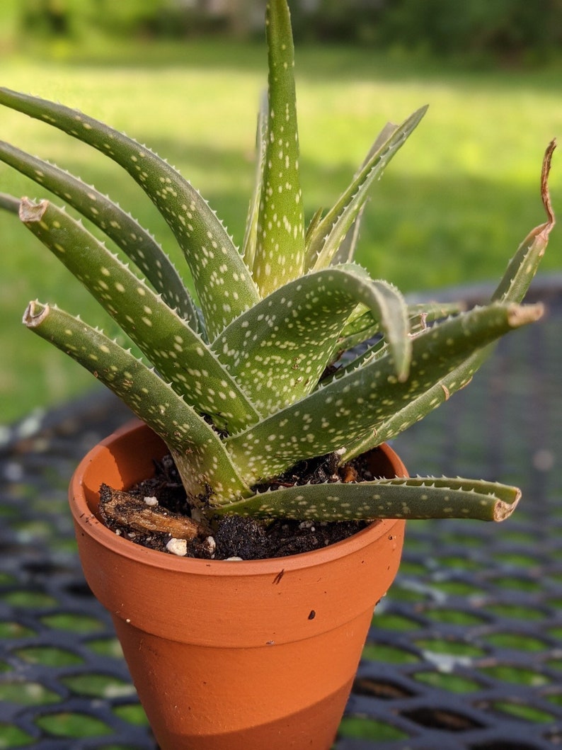 Potted Succulents